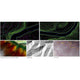 LiDAR360 Terrain Module